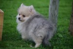 Keeshond (teef) 67693