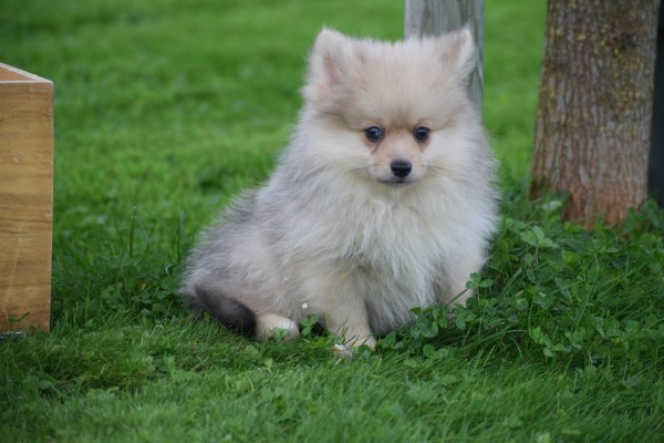 Keeshond (teef) 67693