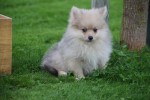 Keeshond (teef) 67693