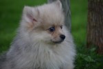 Keeshond (teef) 67693