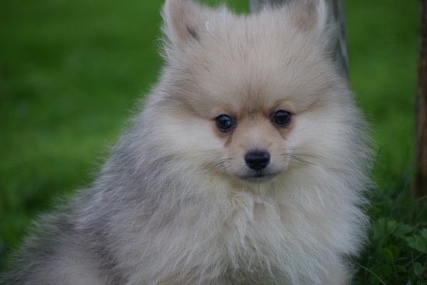 Keeshond (teef) 67693