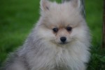 Keeshond (teef) 67693
