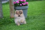 Keeshond (teef) 51778