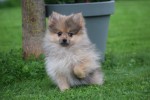 Keeshond (teef) 51778