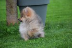 Keeshond (teef) 51778