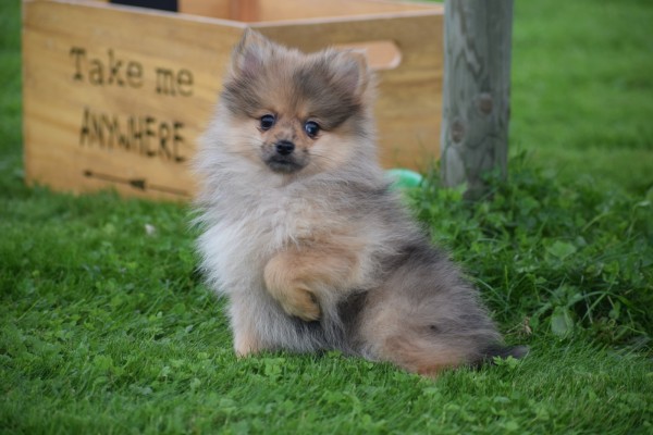 Keeshond (teef) 51778