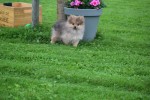 Keeshond (teef) 51778