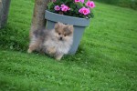 Keeshond (teef) 51778