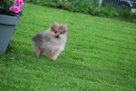 Keeshond (teef) 51778