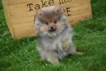 Keeshond (reu) 67429