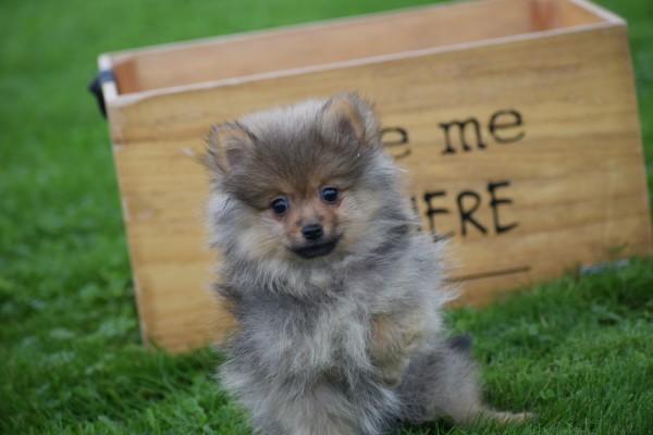 Keeshond (reu) 67429
