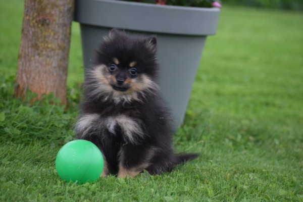Keeshond (teef) 67389