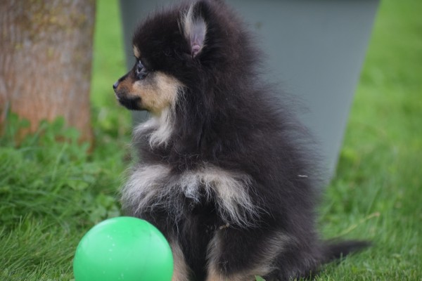Keeshond (teef) 67389