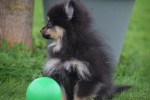 Keeshond (teef) 67389