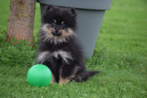 Keeshond (teef) 67389
