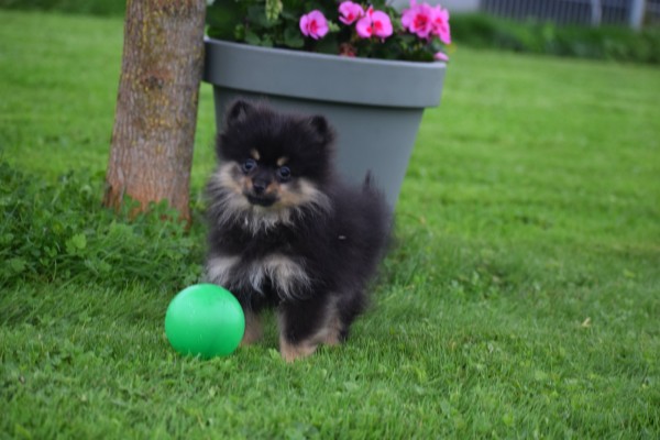Keeshond (teef) 67389