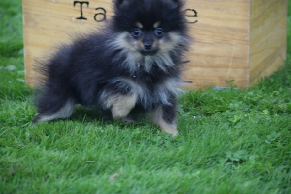 Keeshond (teef) 67389