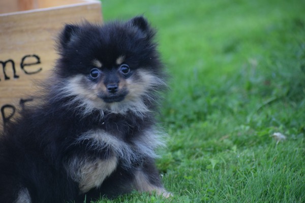 Keeshond (teef) 67389