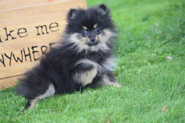 Keeshond (teef) 67389