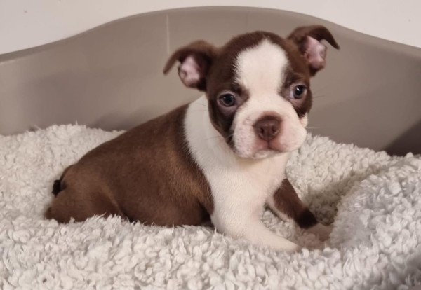 Boston terrier
