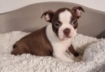 Boston terrier