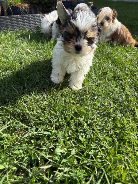 Biewer Yorkshire nestje 