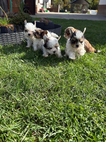 Biewer Yorkshire nestje 