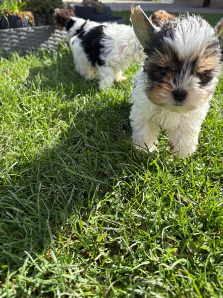 Biewer Yorkshire nestje 