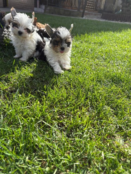 Biewer Yorkshire nestje 