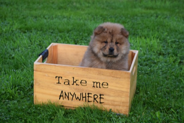 Chow Chow (reu) 75563