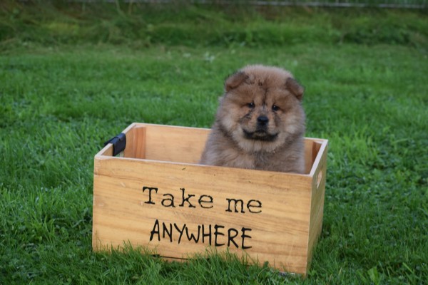 Chow Chow (reu) 75563