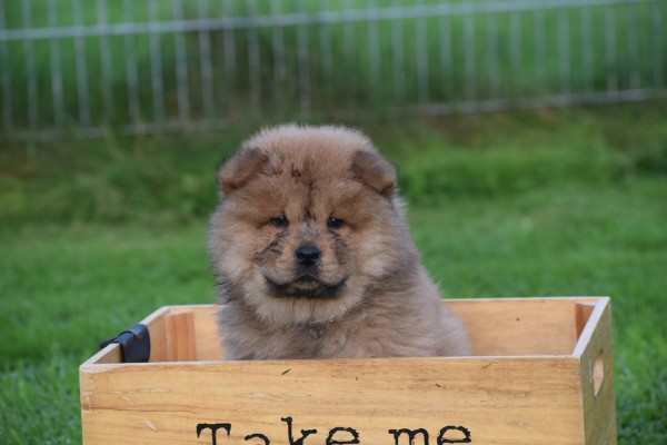 Chow Chow (reu) 75563