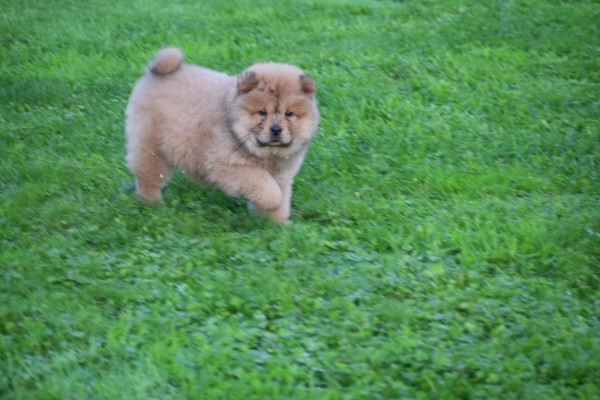 Chow Chow (reu) 75563