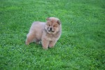 Chow Chow (reu) 75563