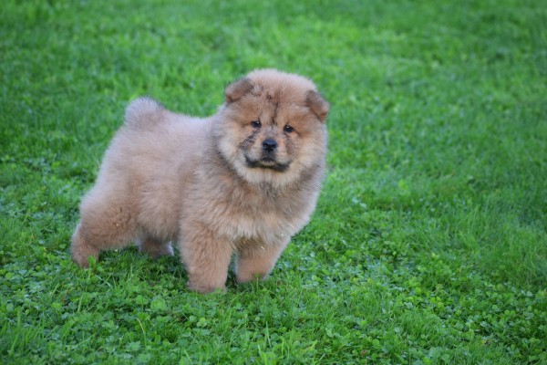 Chow Chow (reu) 75563