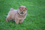 Chow Chow (reu) 75563