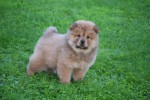 Chow Chow (reu) 75563