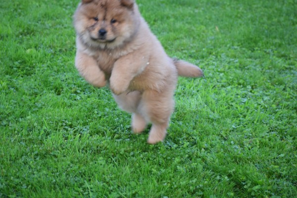 Chow Chow (reu) 75563