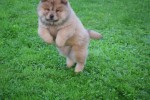 Chow Chow (reu) 75563