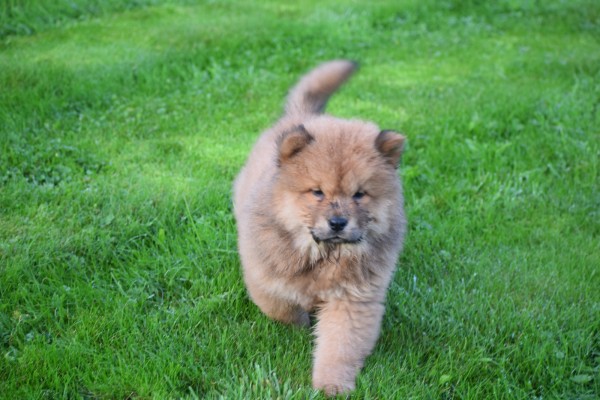 Chow Chow (teef) 75577