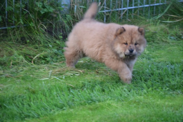 Chow Chow (teef) 75577