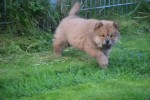 Chow Chow (teef) 75577