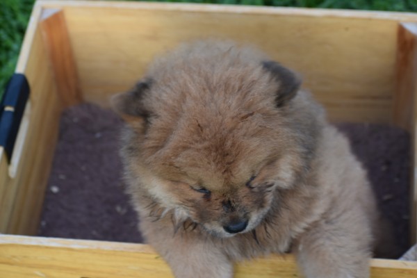 Chow Chow (teef) 75577