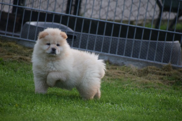 Chow Chow (teef) 75576