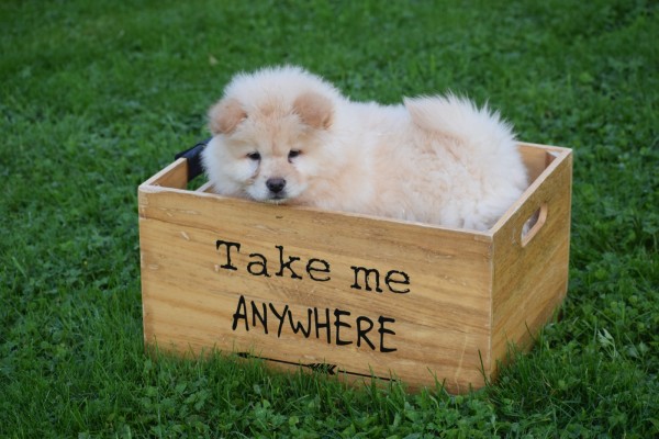 Chow Chow (teef) 75576