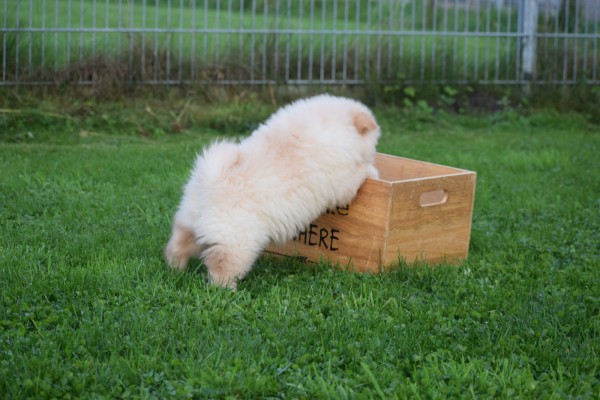 Chow Chow (teef) 75576