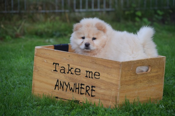 Chow Chow (teef) 75576