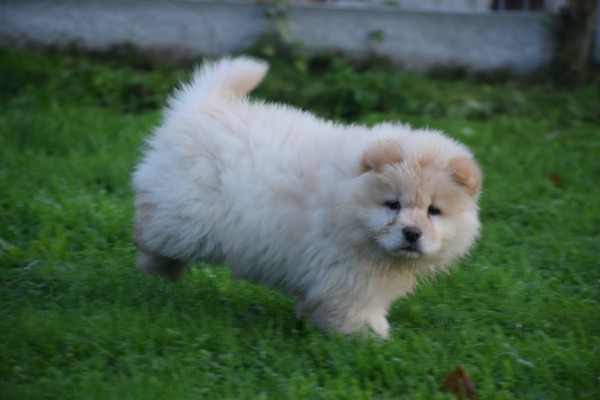 Chow Chow (teef) 75576