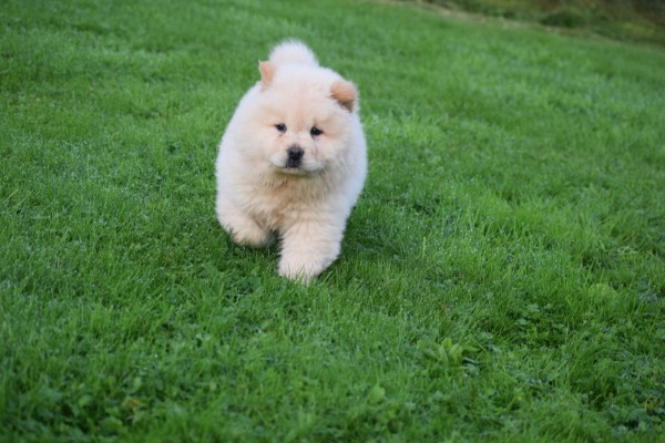 Chow Chow (reu) 75564