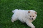Chow Chow (reu) 75564